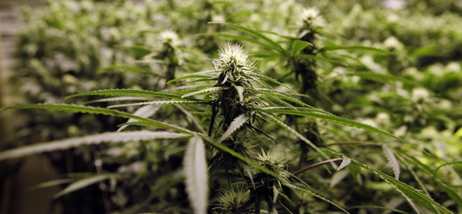 Marijuana