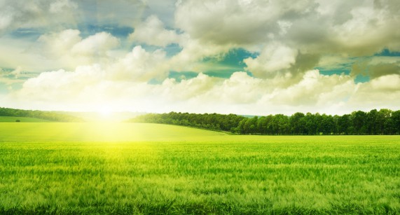 grass