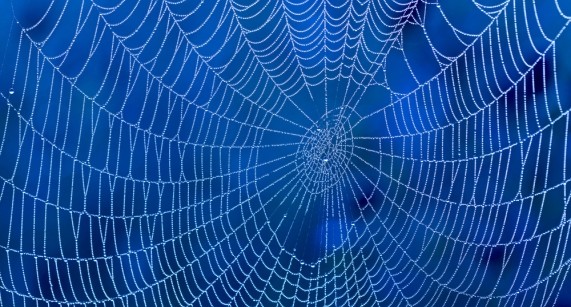 spider web nature