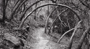 Oak-Forest-Trail path trees