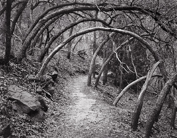 Oak-Forest-Trail path trees