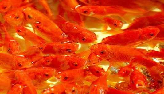 -goldfish