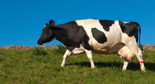 cow-appreciation-day