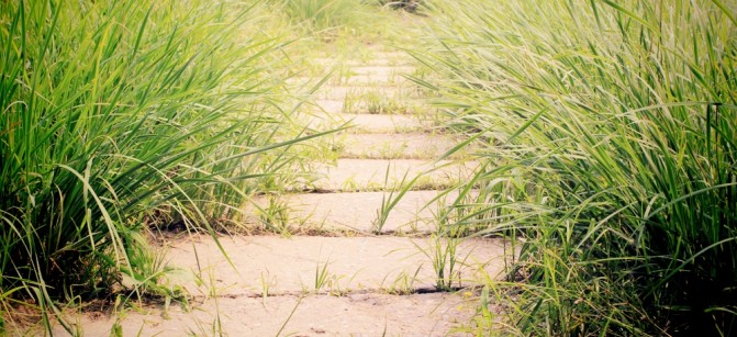 NATURE PATH