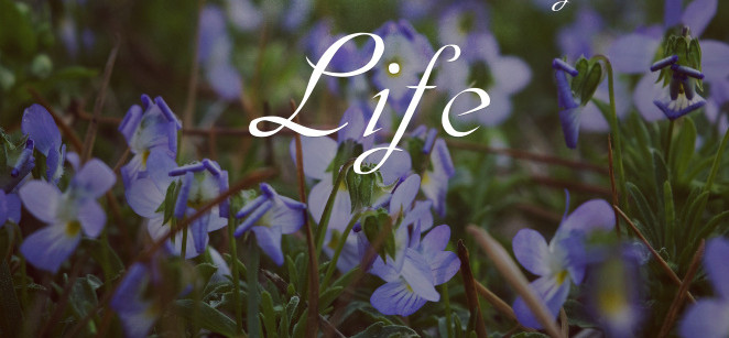 walk-in-new-life