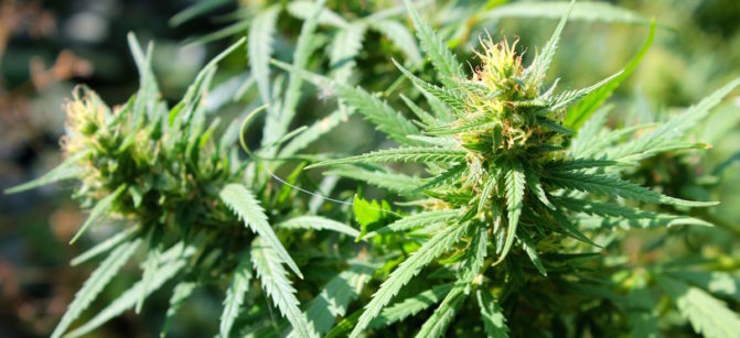 Cannabis
