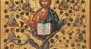 jesus vine 12 dis