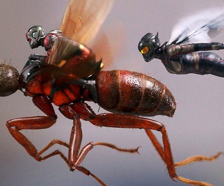 Movie ant fight