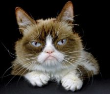 FILE - This Dec. 1, 2015 file photo shows Grumpy Cat posing for a photo in Los Angeles. Grumpy Cat, whose sour puss became an internet sensation, has died at age 7, according to her owners. Posting on social media Friday, May 17, 2019, her owners wrote Grumpy experienced complications from a urinary tract infection and “passed away peacefully” in the arms of her mother on Tuesday, May 14.  (AP Photo/Richard Vogel, File)
