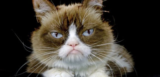 FILE - This Dec. 1, 2015 file photo shows Grumpy Cat posing for a photo in Los Angeles. Grumpy Cat, whose sour puss became an internet sensation, has died at age 7, according to her owners. Posting on social media Friday, May 17, 2019, her owners wrote Grumpy experienced complications from a urinary tract infection and “passed away peacefully” in the arms of her mother on Tuesday, May 14.  (AP Photo/Richard Vogel, File)