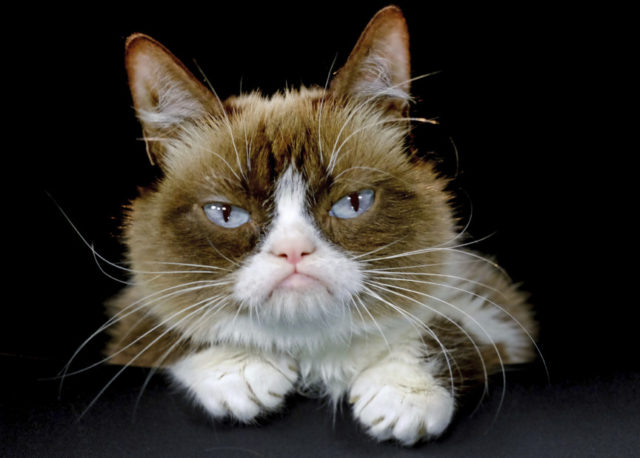 FILE - This Dec. 1, 2015 file photo shows Grumpy Cat posing for a photo in Los Angeles. Grumpy Cat, whose sour puss became an internet sensation, has died at age 7, according to her owners. Posting on social media Friday, May 17, 2019, her owners wrote Grumpy experienced complications from a urinary tract infection and “passed away peacefully” in the arms of her mother on Tuesday, May 14.  (AP Photo/Richard Vogel, File)