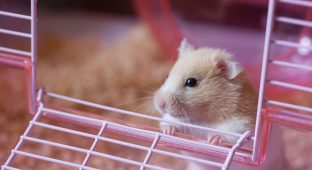 Hamster pet